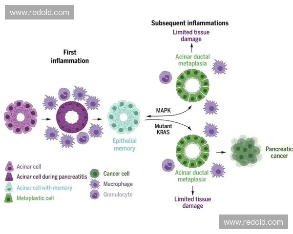 《英雄联盟中无视魔法免疫机制的技能与策略分析》